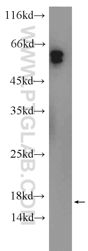 WB analysis of NIH/3T3 using 18139-1-AP