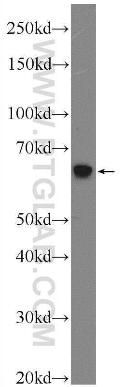 HYAL4 Polyclonal antibody