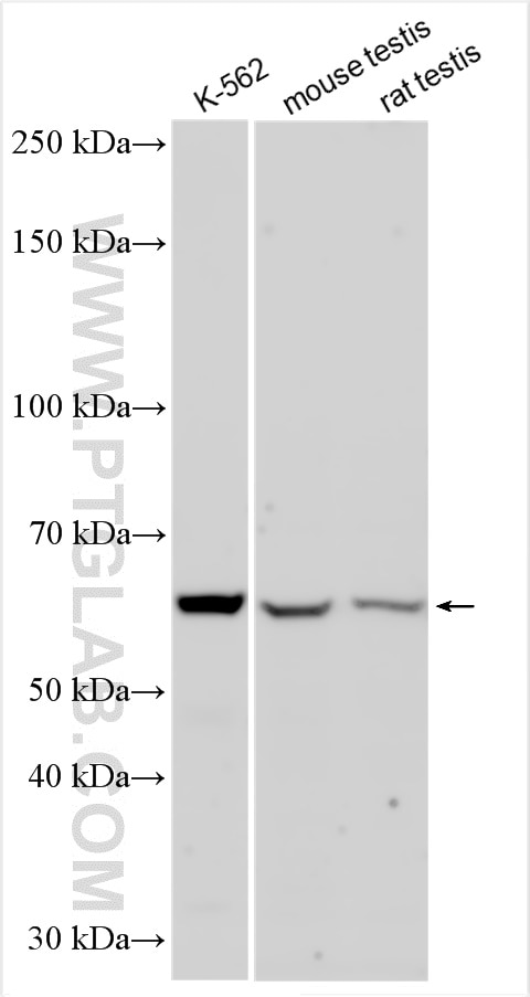 WB analysis using 18139-1-AP