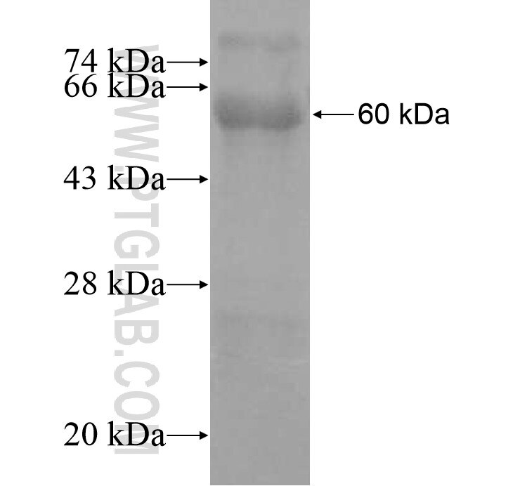 HYAL4 fusion protein Ag12766 SDS-PAGE