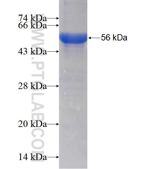 HYAL4 fusion protein Ag12886 SDS-PAGE