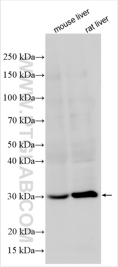 Western Blot (WB) analysis of various lysates using HYI Polyclonal antibody (16390-1-AP)