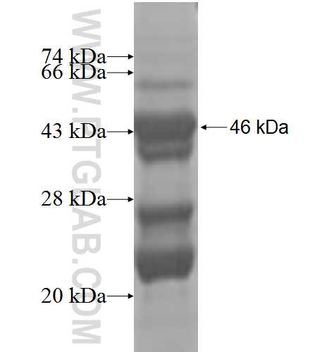 HYI fusion protein Ag9457 SDS-PAGE