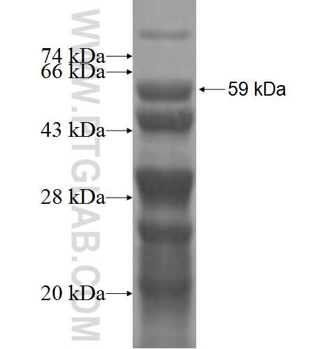 HYLS1 fusion protein Ag2789 SDS-PAGE