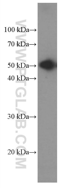 Western Blot (WB) analysis of rabbit serum using Heavy chain of Rabbit IgG Monoclonal antibody (66467-1-Ig)