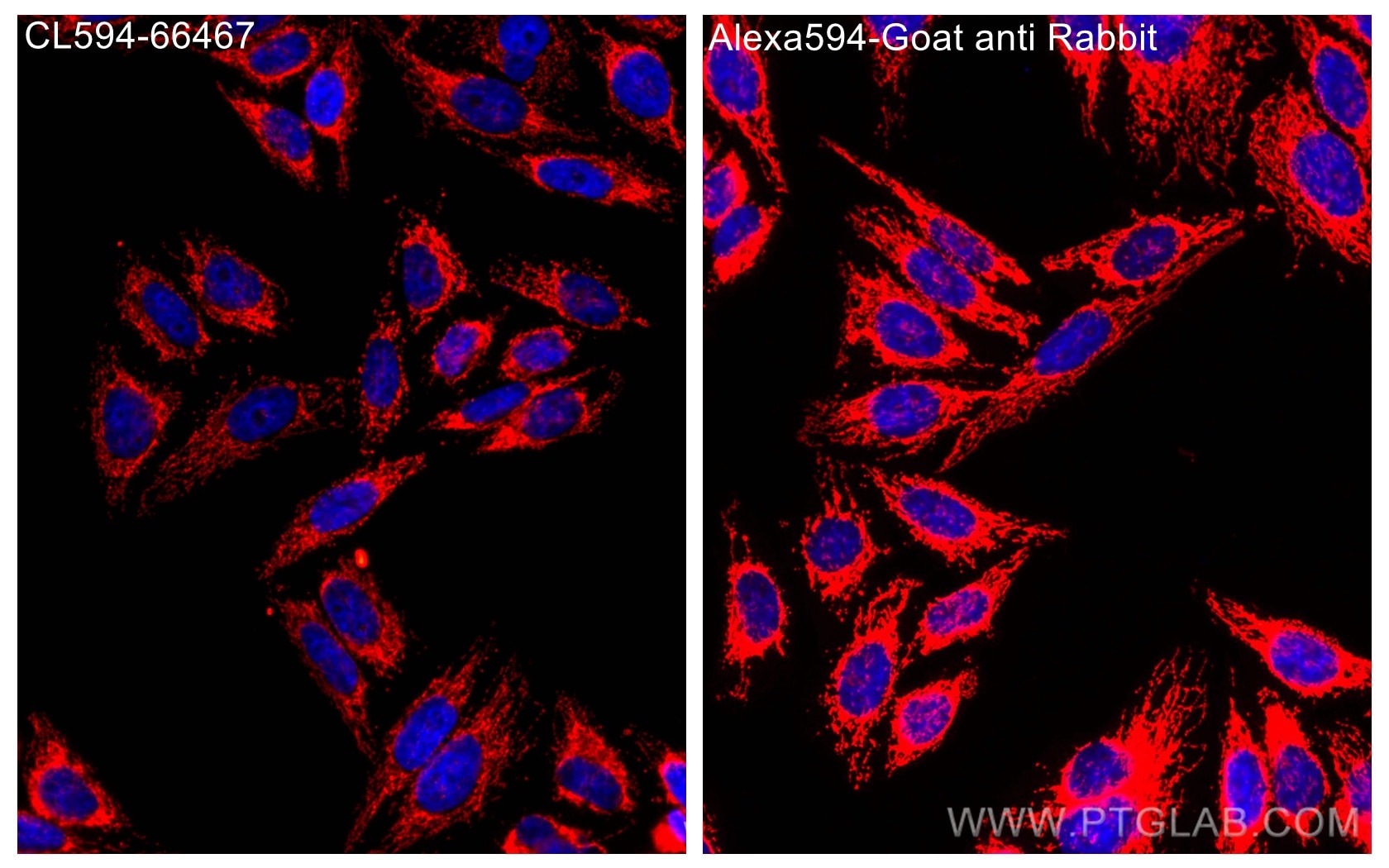 Immunofluorescence (IF) / fluorescent staining of HepG2 cells using CoraLite®594-conjugated Heavy chain of Rabbit IgG  (CL594-66467)