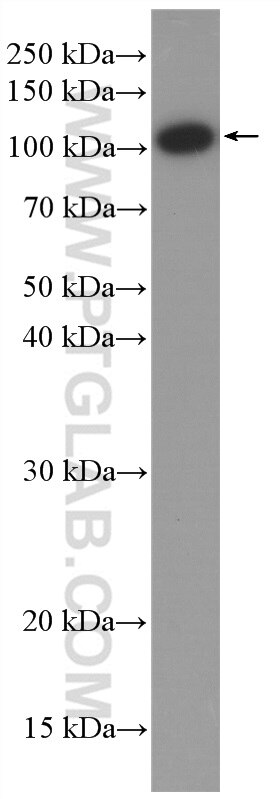 Western Blot (WB) analysis of Jurkat cells using HRP-conjugated Heavy chain of Rabbit IgG Monoclona (HRP-66467)