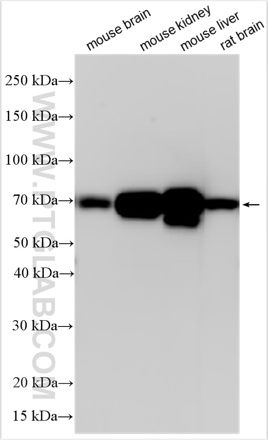 WB analysis using 33095-1-AP Western Blot (WB) analysis of various lysates using Hemopexin Polyclonal antibody (33095-1-AP)
