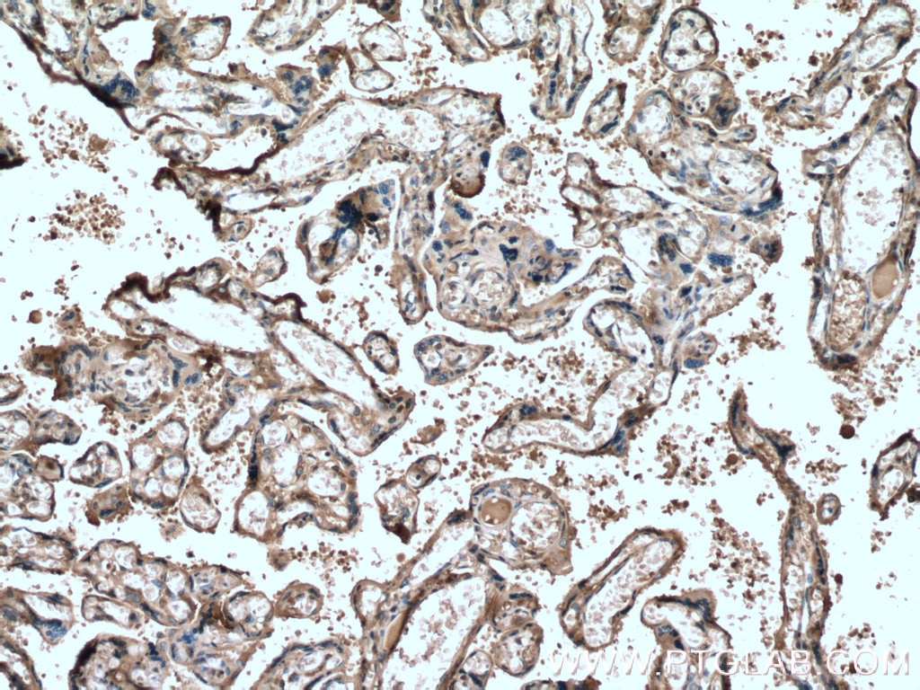 Immunohistochemistry (IHC) staining of human placenta tissue using Hemopexin Monoclonal antibody (66479-1-Ig)