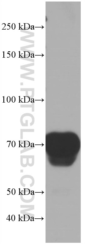 Western Blot (WB) analysis of human plasma using Hemopexin Monoclonal antibody (66479-1-Ig)