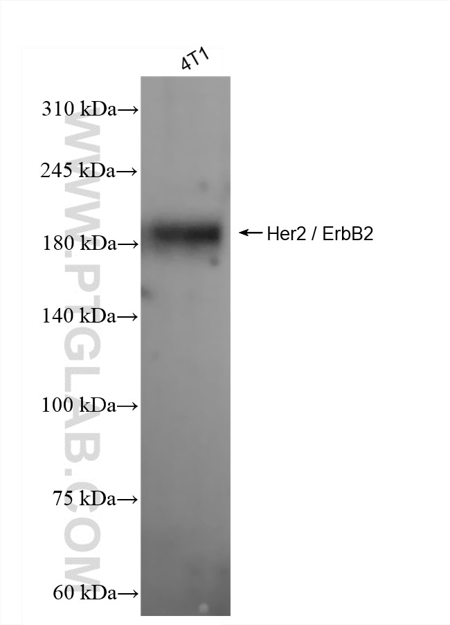 Western Blot (WB) analysis of 4T1 cells using Her2 / ErbB2 Recombinant antibody (84128-5-RR)