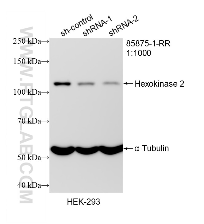WB analysis of HEK-293 using 85875-1-RR Western Blot (WB) analysis of HEK-293 cells using Hexokinase 2 Recombinant monoclonal antibody (85875-1-RR)