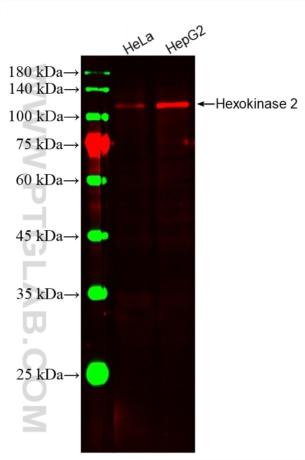 Western Blot (WB) analysis of various lysates using CoraLite®594-conjugated Hexokinase 2 Monoclonal an (CL594-66974)