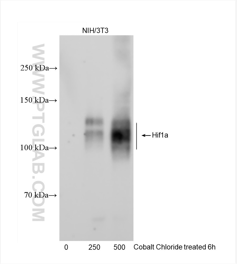 Western Blot (WB) analysis of NIH/3T3 cells using mouse Hif1a Recombinant antibody (82989-4-RR)
