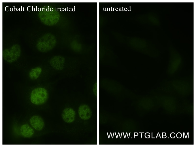 Immunofluorescence (IF) / fluorescent staining of NIH/3T3 cells using Hif-1 alpha Recombinant monoclonal antibody (82989-6-RR)