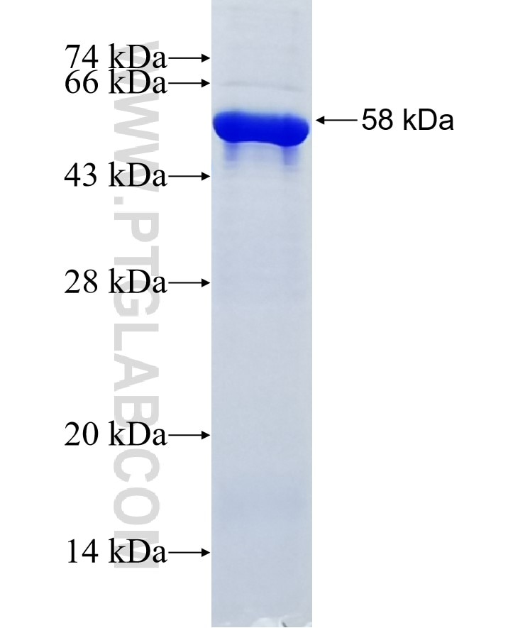 Hif1a fusion protein Ag33620 SDS-PAGE