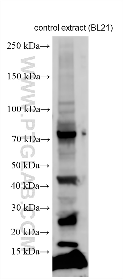 WB analysis using 10560-1-Ig Western Blot (WB) analysis of various lysates using His-Bacteria-Protein Polyclonal antibody (10560-1-Ig)