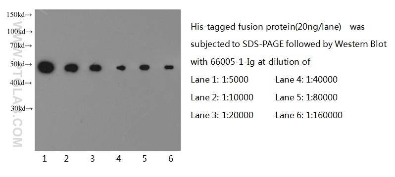 Western Blot (WB) analysis of recombinant protein using 6*His, His-Tag Monoclonal antibody (66005-1-Ig)