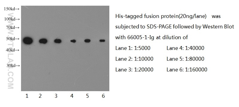 6*His, His-Tag Monoclonal antibody