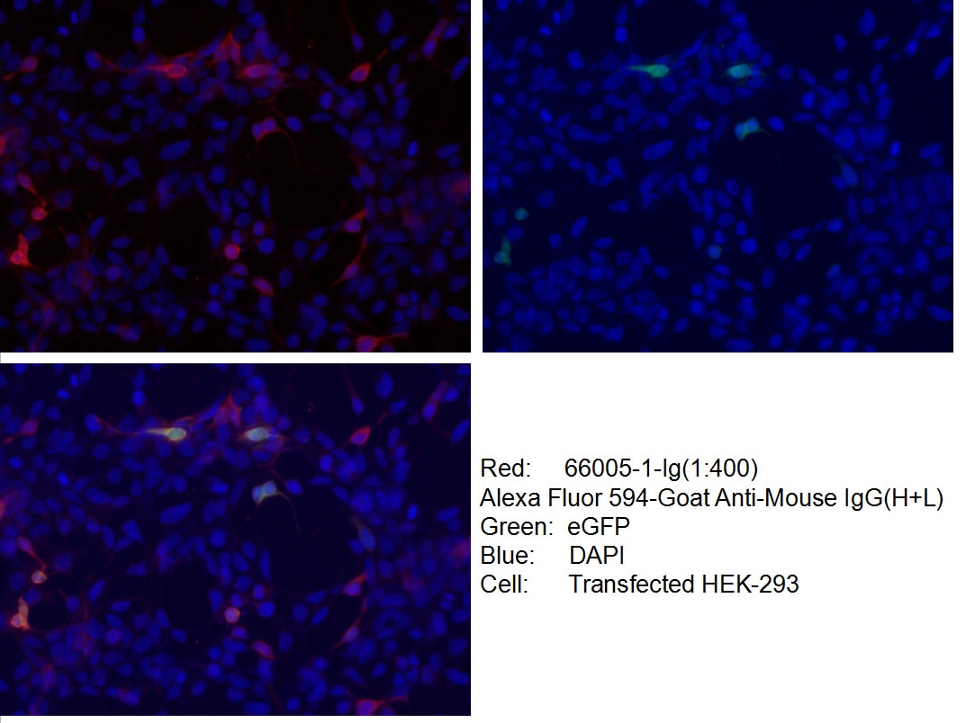 IF Staining of Transfected HEK-293 using 66005-1-Ig