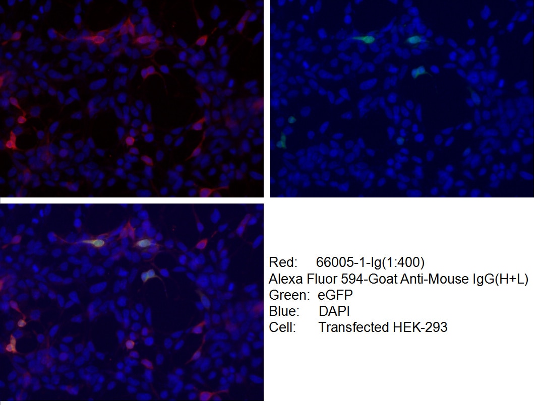 Immunofluorescence (IF) / fluorescent staining of Transfected HEK-293 cells using 6*His, His-Tag Monoclonal antibody (66005-1-Ig)