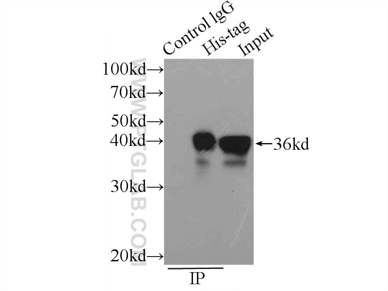 Immunoprecipitation (IP) experiment of Transfected HEK-293 cells using 6*His, His-Tag Monoclonal antibody (66005-1-Ig)
