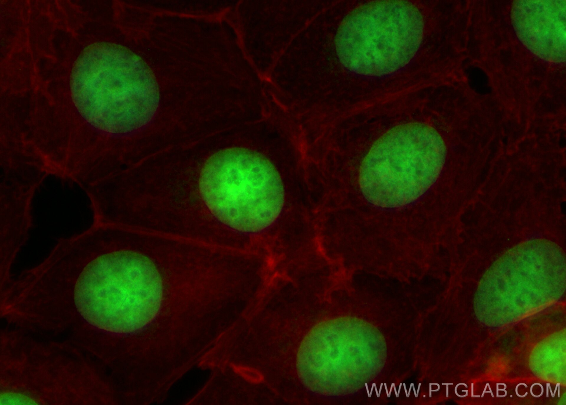 Immunofluorescence (IF) / fluorescent staining of MCF-7 cells using CoraLite® Plus 488-conjugated Histone H1.0 Recombi (CL488-83993-4)