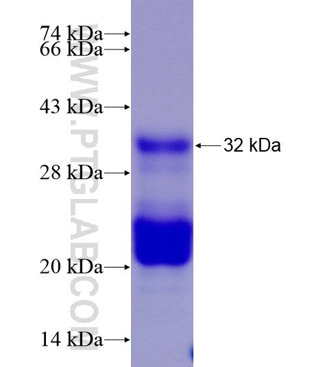 Histone H1.0 fusion protein Ag28538 SDS-PAGE Histone H1.0 fusion protein Ag28538 SDS-PAGE