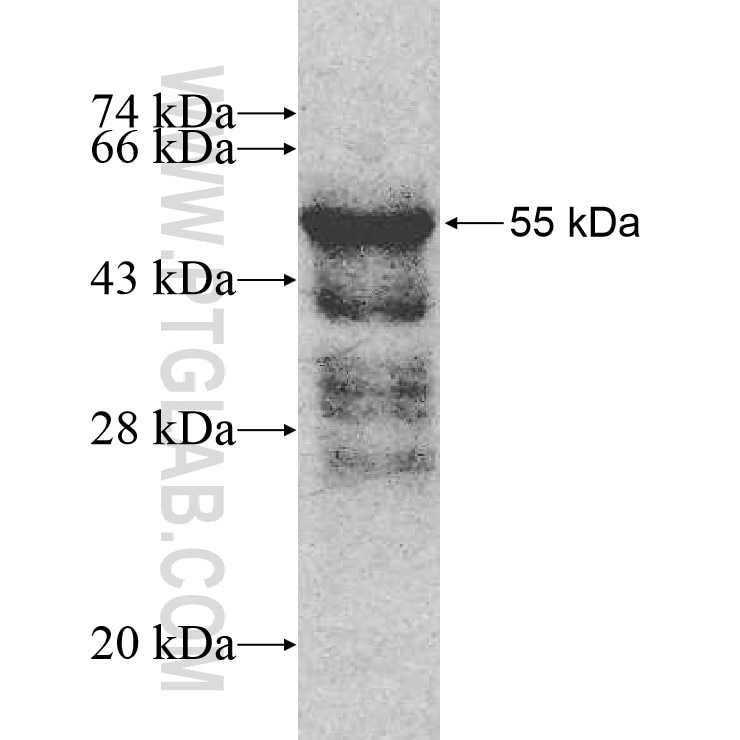 Histone H1.0 fusion protein Ag9982 SDS-PAGE