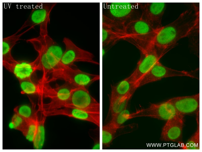 Immunofluorescence (IF) / fluorescent staining of NIH/3T3 cells using Histone H2A.X Recombinant monoclonal antibody (83307-3-RR)