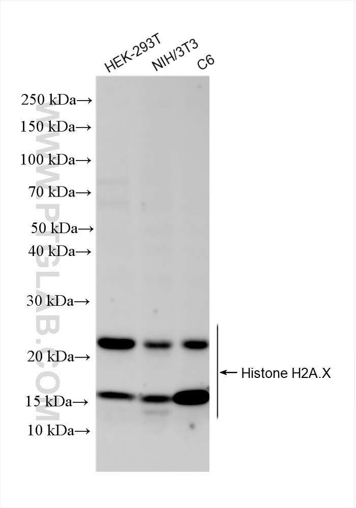 Histone H2A.X