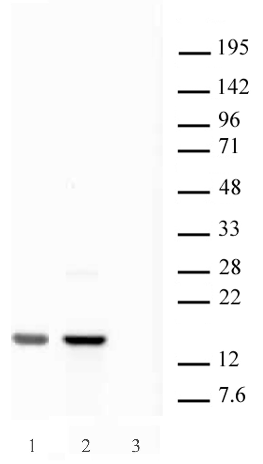 Histone H2AX pAb tested by Western blot. Western blot probed with Histone H2AX pAb at a dilution of 1:2,000. Lane 1: Recombinant human histone H2AX (100 ng). Lane 2: Mouse embryonic fibroblast (MEF) cell wild type nuclear lysate. Lane 3: MEF cell nuclear extract derived from H2AX -/- nulls.