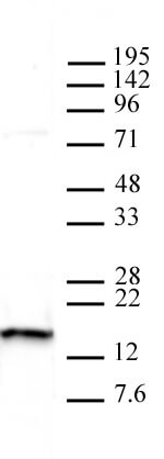 Histone H2AX pAb tested by Western blot. 30 ug of HeLa cell nuclear extract was probed with Histone H2AX pAb at a dilution of 1:2,000.