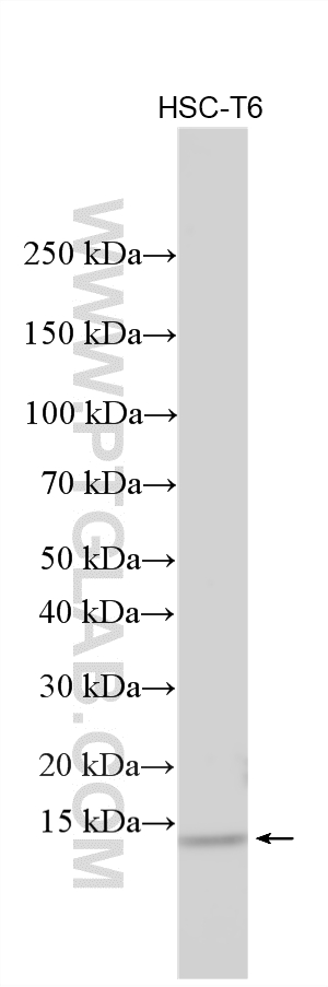 WB analysis using 33612-1-AP (same clone as 33612-1-PBS) Western Blot (WB) analysis of various lysates using Histone H2B Polyclonal antibody (33612-1-AP)