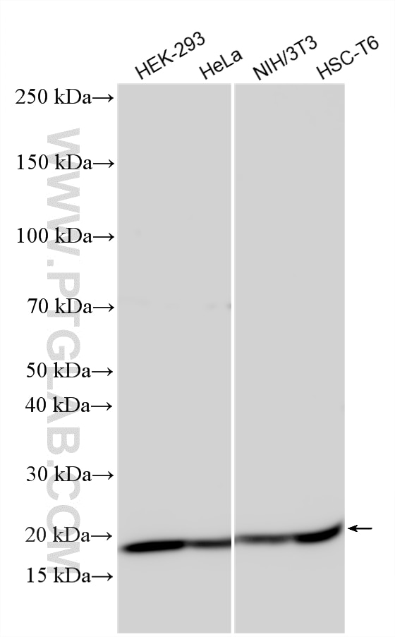 WB analysis using 33612-1-AP (same clone as 33612-1-PBS) Western Blot (WB) analysis of various lysates using Histone H2B Polyclonal antibody (33612-1-AP)