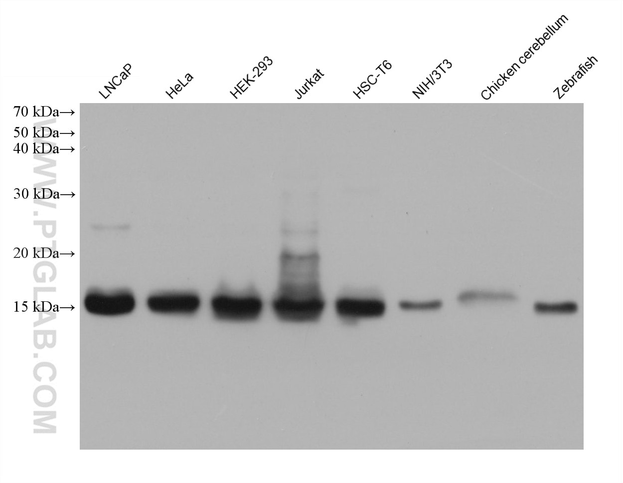 Western Blot (WB) analysis of various lysates using Histone H2B Monoclonal antibody (68393-1-Ig)