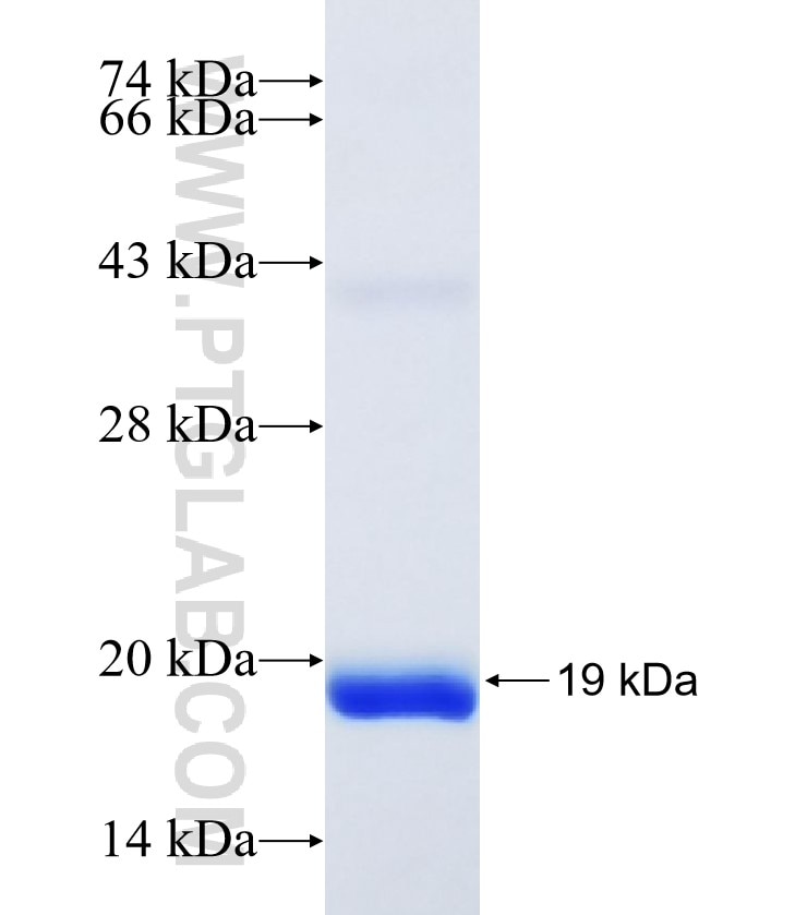 Histone H2B fusion protein Ag7811 SDS-PAGE