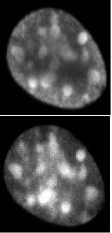 Histone H3.1 / 3.2 antibody (mAb) (Clone 1D4F2) tested by immunofluorescence. Top: HeLa cell stained with H3.1 / 3.2 antibody (mAb). Bottom: Hoechst.