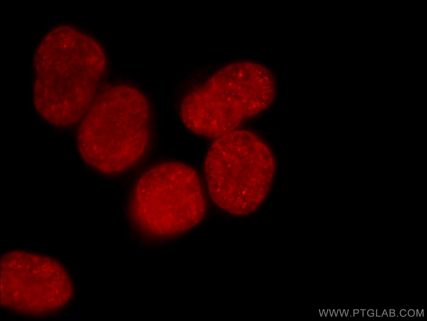 Immunofluorescence (IF) / fluorescent staining of HEK-293 cells using Histone-H3 Polyclonal antibody (17168-1-AP)