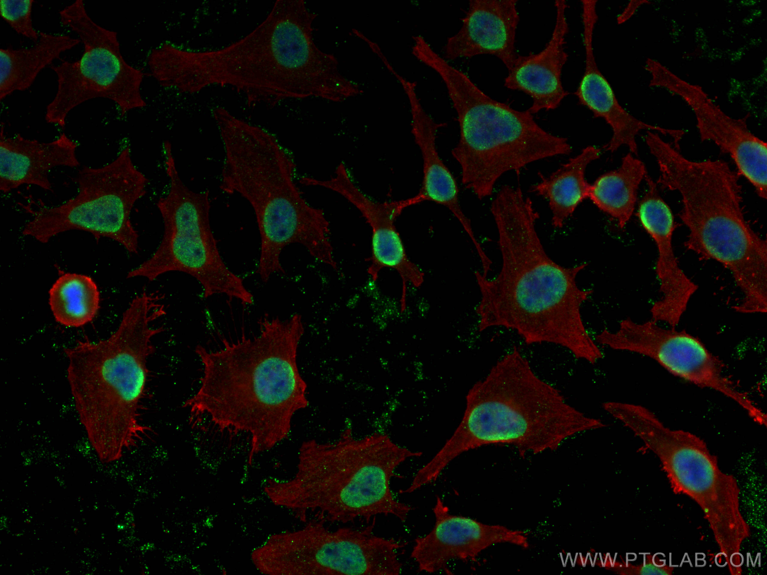 Immunofluorescence (IF) / fluorescent staining of HeLa cells using Histone-H3 Polyclonal antibody (17168-1-AP)