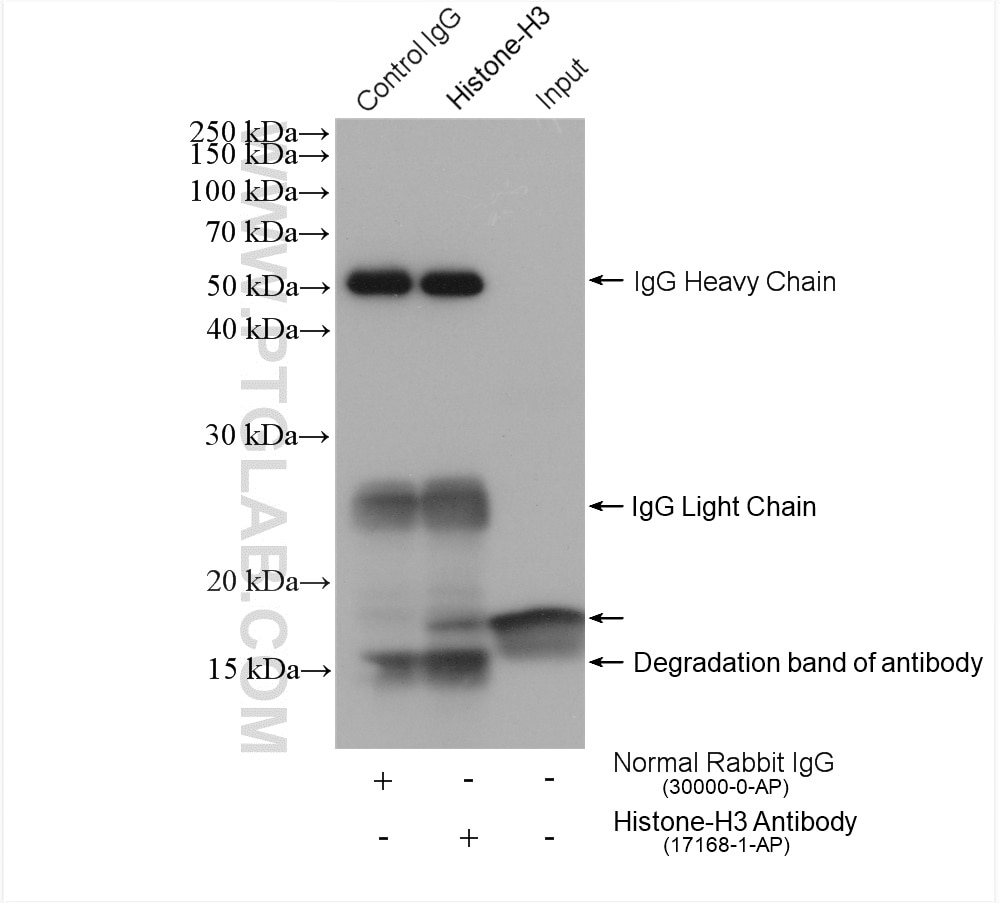 Immunoprecipitation (IP) experiment of MCF-7 cells using Histone-H3 Polyclonal antibody (17168-1-AP)