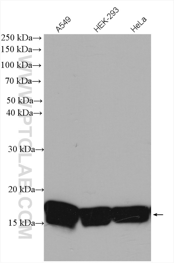 Western Blot (WB) analysis of various lysates using Histone-H3 Polyclonal antibody (17168-1-AP)