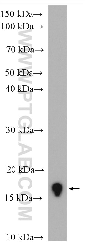 WB analysis of mouse skeletal muscle using 17168-1-AP