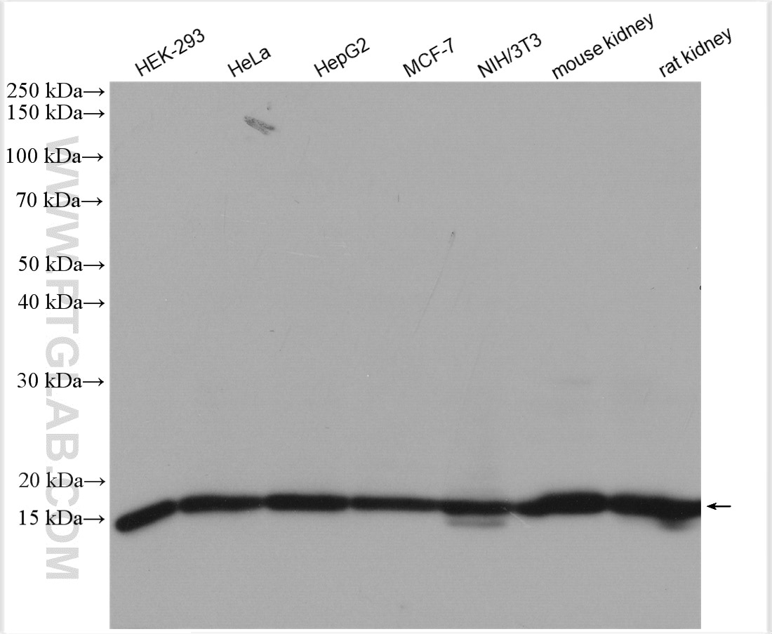 Western Blot (WB) analysis of various lysates using Histone-H3 Polyclonal antibody (17168-1-AP)