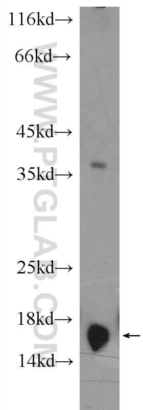 Western Blot (WB) analysis of mouse liver tissue using Histone-H3 Polyclonal antibody (17168-1-AP)