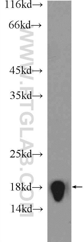 Western Blot (WB) analysis of mouse brain tissue using Histone-H3 Polyclonal antibody (17168-1-AP)