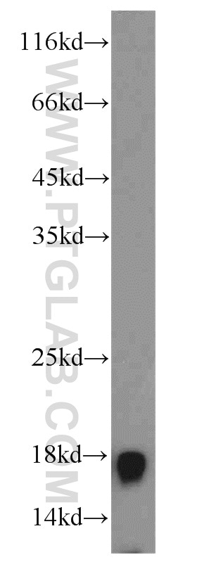 Histone-H3 Polyclonal antibody