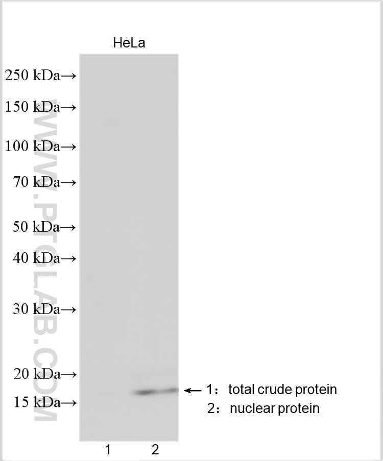Western Blot (WB) analysis of various lysates using Histone H3 Polyclonal antibody (29140-1-AP)
