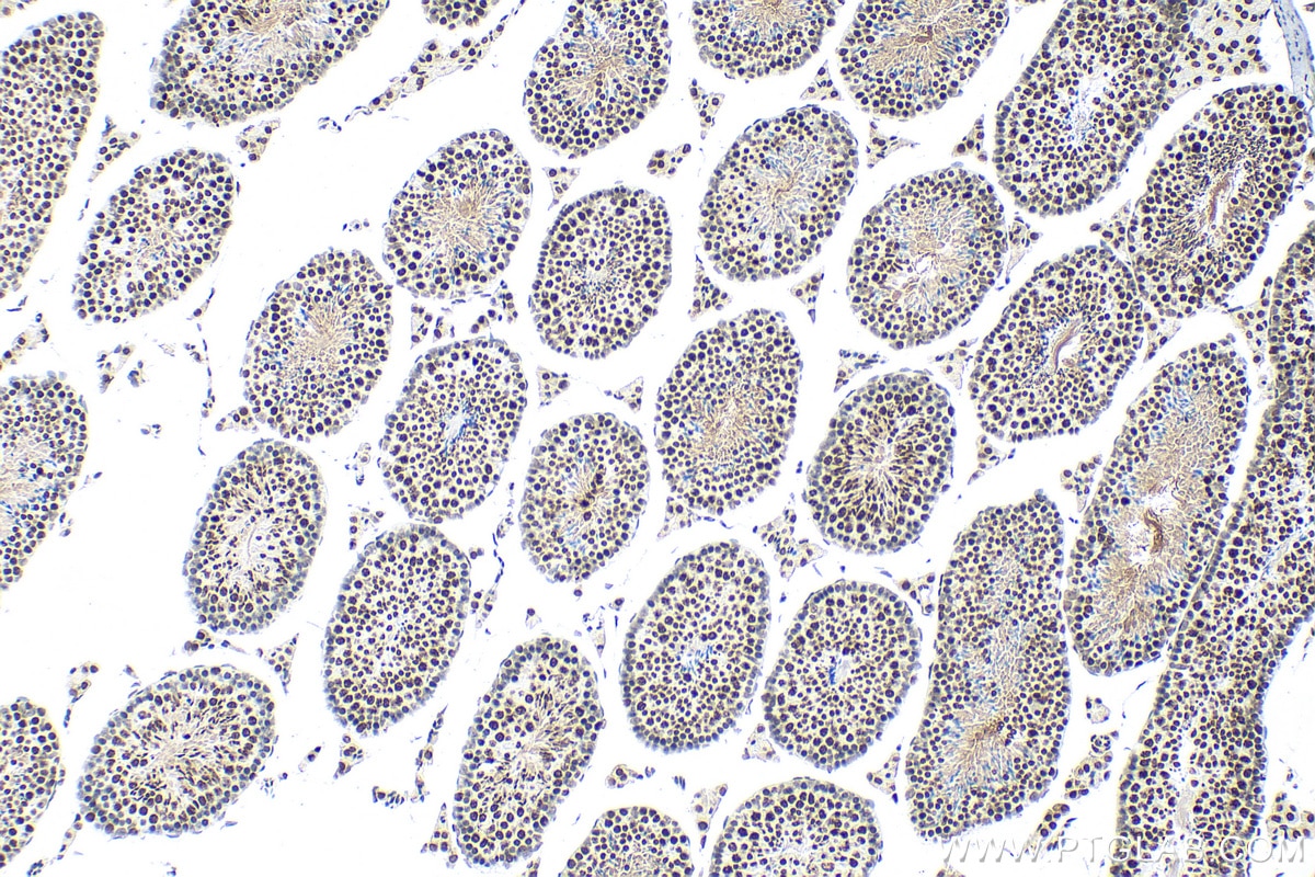 Immunohistochemistry (IHC) staining of mouse testis tissue using Histone H3 Polyclonal antibody (29200-1-AP)