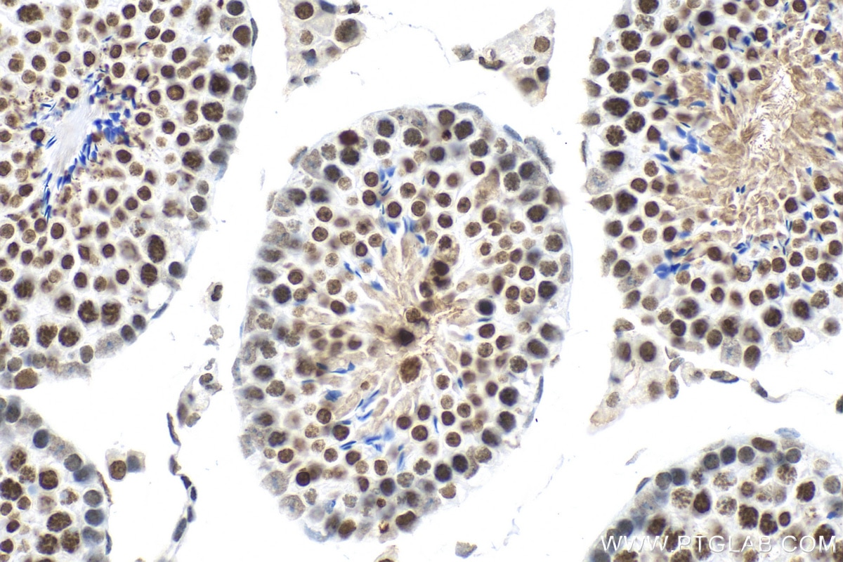 Immunohistochemistry (IHC) staining of mouse testis tissue using Histone H3 Polyclonal antibody (29200-1-AP)